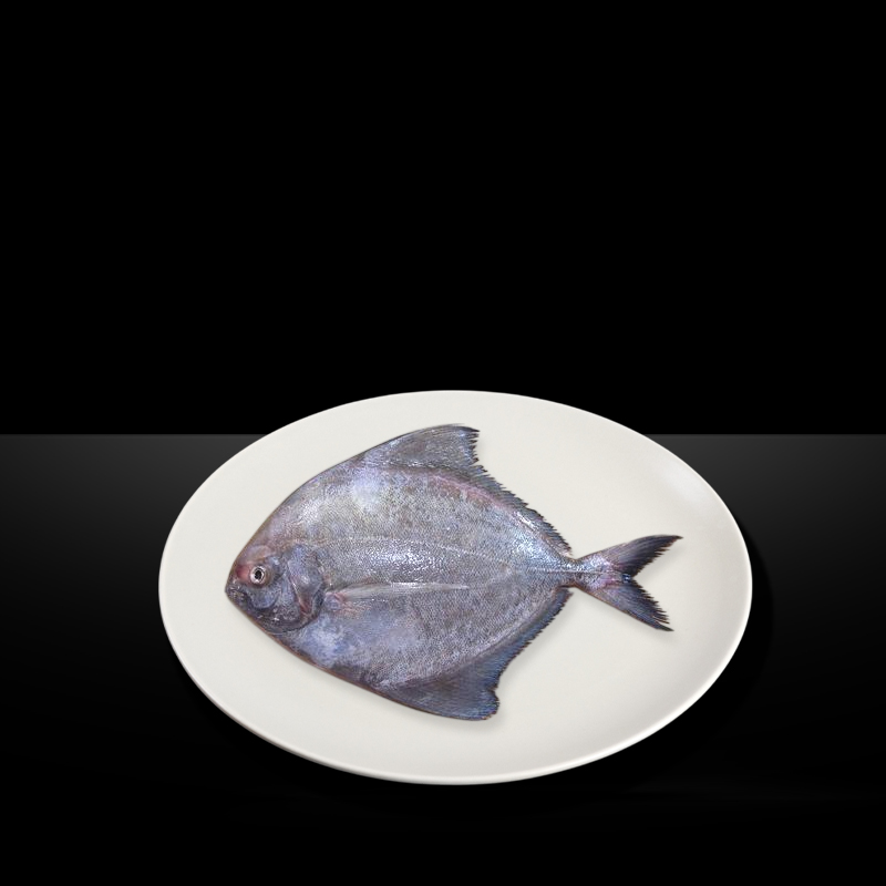 MR KING BLACK POMPRET WHOLE